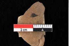 Foto (Detailansicht) von Widdringtonia ungeri Endl. (NHMW-GEO-2024-0188-0127)